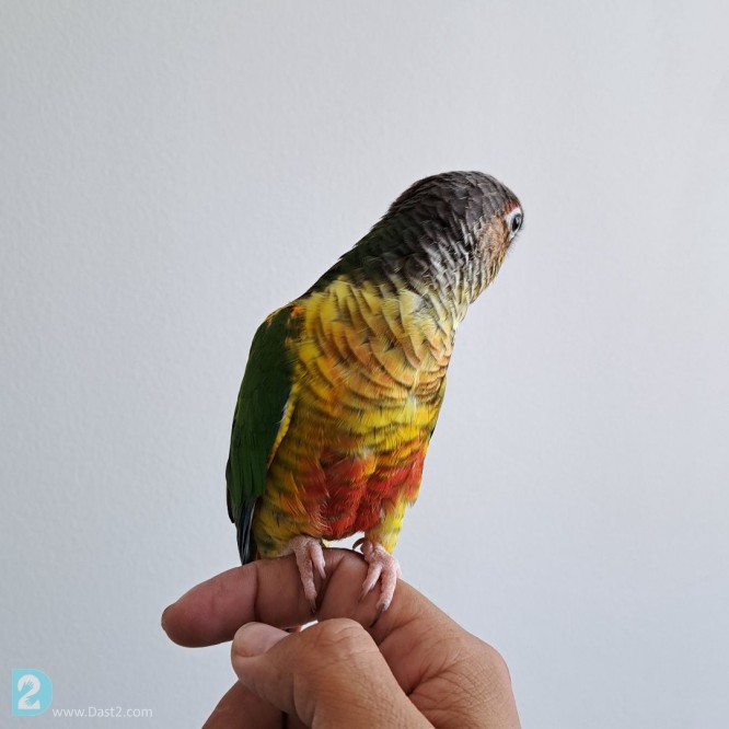 آگهی رایگان پرنده گرینچیک