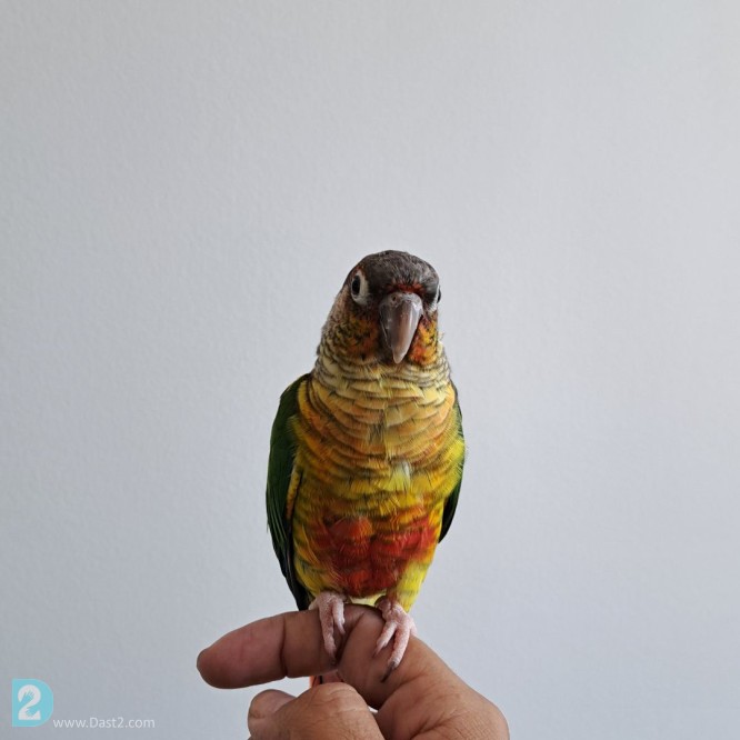 آگهی رایگان پرنده گرینچیک