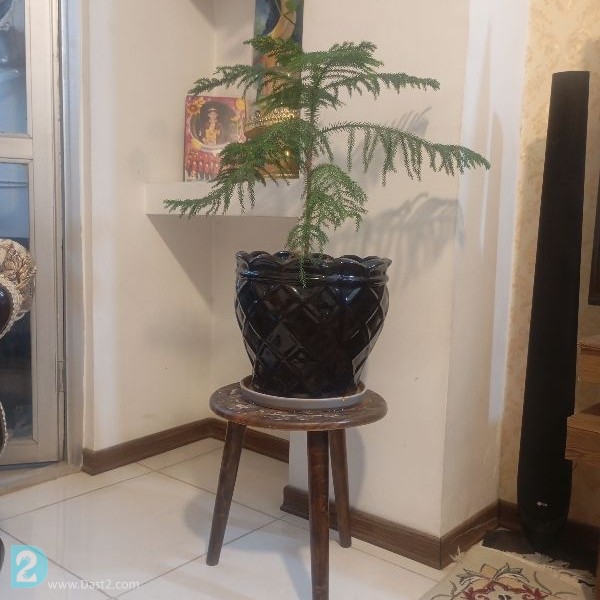 آگهی رایگان گل دان گل