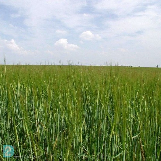 آگهی رایگان فروش زمین کشاورزی شالیزاری در مازندران . جاده فرح اباد ساری