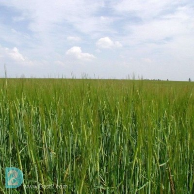 فروش زمین کشاورزی شالیزاری در مازندران . جاده فرح اباد ساری