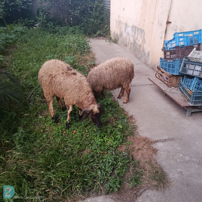 آگهی رایگان فروش گوسفند زنده