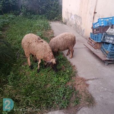 فروش گوسفند زنده